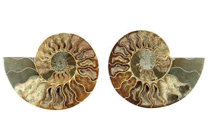 Cut & Polished, Agatized Ammonite Fossil - Madagascar #263303